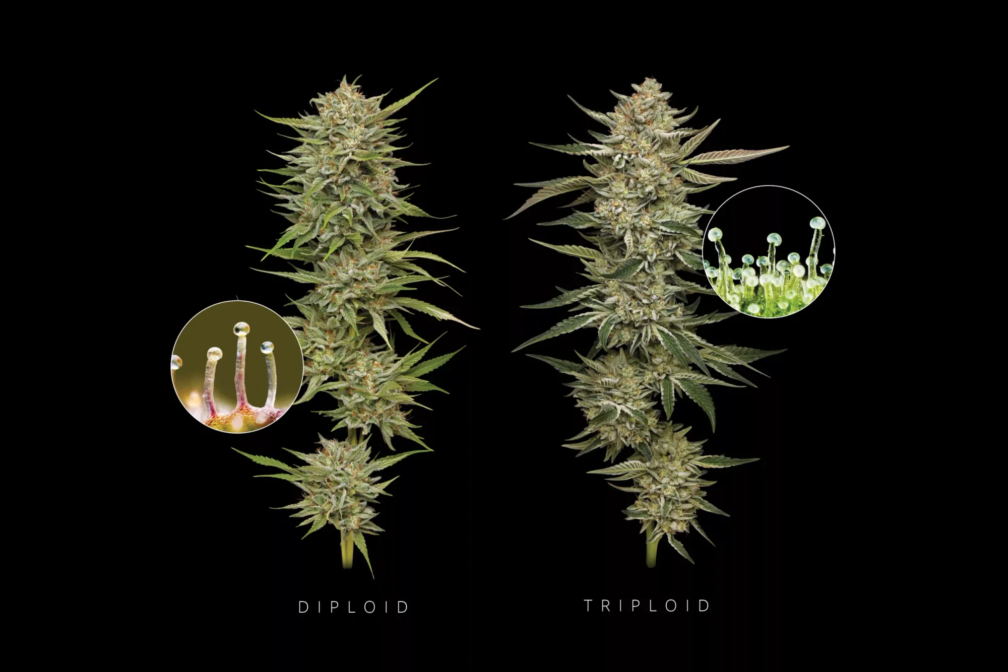 Cannabis Triploide: O Que É e Por Que Todo Cultivador Precisa Conhecer